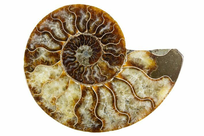 Cut & Polished Ammonite Fossil (Half) - Madagascar #345999